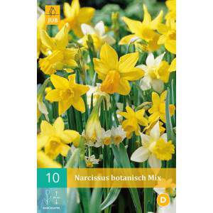 bulbs of daffodils yellow and white botanical mixes