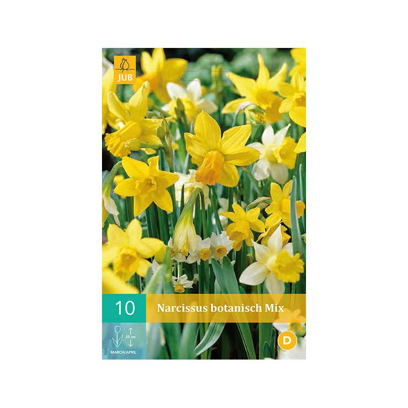 bulbs of daffodils yellow and white botanical mixes