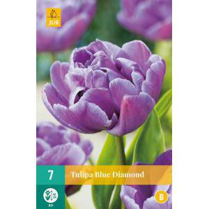 Bulbi di tulipano Blue Diamond