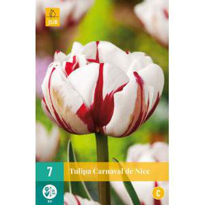 Carnaval de Nice tulip bulbs