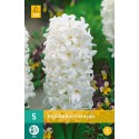 white carnegie hyacinth bulb