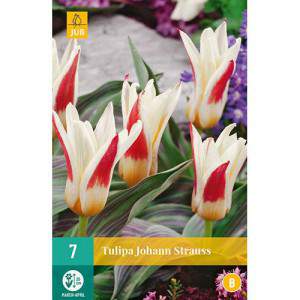 Bulbos de tulipán greigii