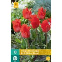 Bulbes de tulipes de capot de cachette rouge