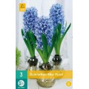 blue pearl water hyacinth bulb