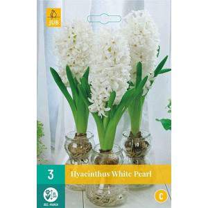 white pearl water hyacinth bulb