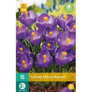 Flower Record Crocus Bulbs