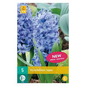 blue aqua jacinto bulb