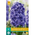 royal navy blue hyacinth bulb