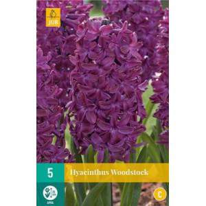 Bulbos de jacinto de woodstock