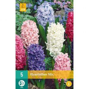 Bulbs of hyacinth mixed