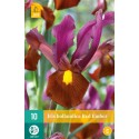 Bulbes d’iris de braise rouge