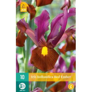 Bulbi di iris hollandica