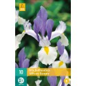 Bulbi de l’iris hollandica beauté argentée