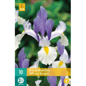Bulbi da beleza prateada iris hollandica
