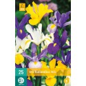 Bulbos de iris mixto hollandica