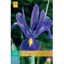 Bulbes d’iris bleus