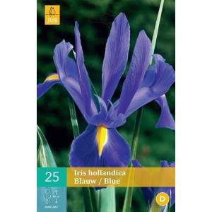 Blue  iris bulbs