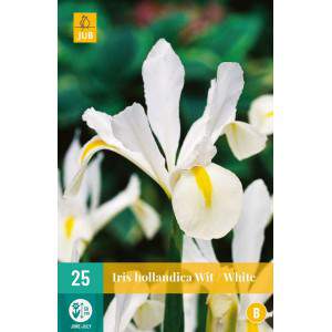 White iris bulbs
