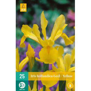 Yellow  iris bulbs