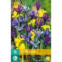 Bulbos de iris hollandica enano mezclados