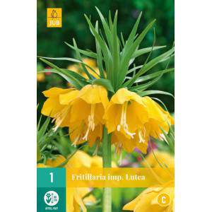 Fritillaria imperialis bulbs