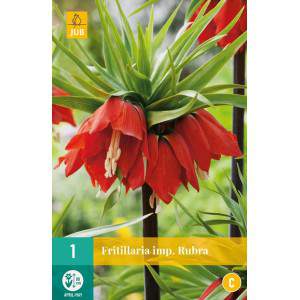 Bulbi de Fritillaria imperialis rubra maxima