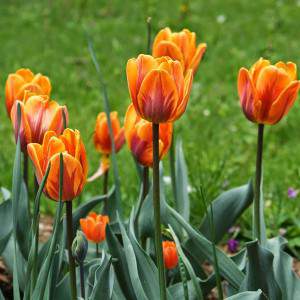 tulipa bulbo princesa irene laranja