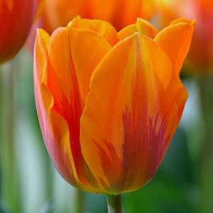 Bulbos de tulipa princesa irene