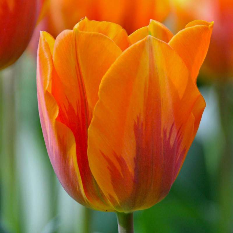 bulbe de tulipe princesse irene orange