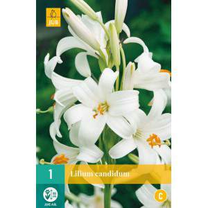 Cebulki Lilium candidum