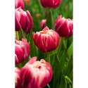bulbe tulipe pourpre columbus