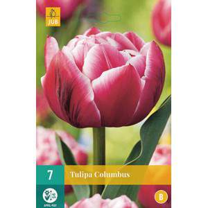 bulb tulip purple columbus