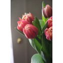 Glühbirne Tulpe lila kolumbus