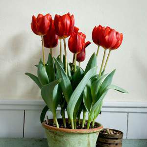 lâmpada de tulipa cardeal vermelho