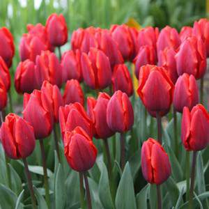 bulbo de tulipán color rojo cardenal