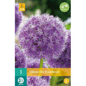 Allium bulbs His Excellency