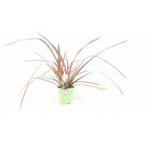 Formium or Phormium Evergreen plant