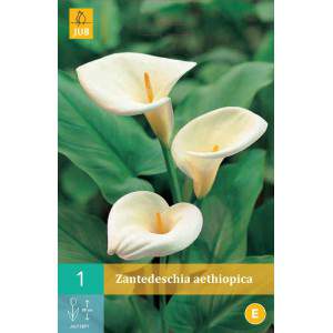 Bulbos de calla aethiopica