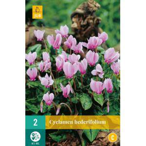 Bulbos de ciclamen hederifolium
