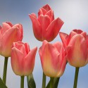 bulbo tulipano dynasty