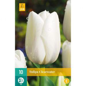 clearwater tulip bulb