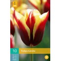 bulbo del tulipán de Gavota