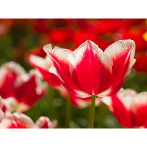 bulbo tulipano leen van der mark