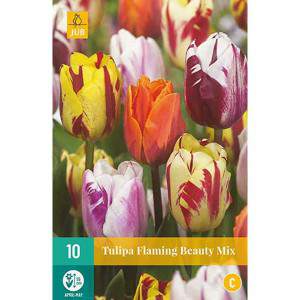 bulbo tulipanes flaming beauty mix