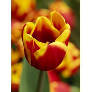 bulbe tulipe danemark