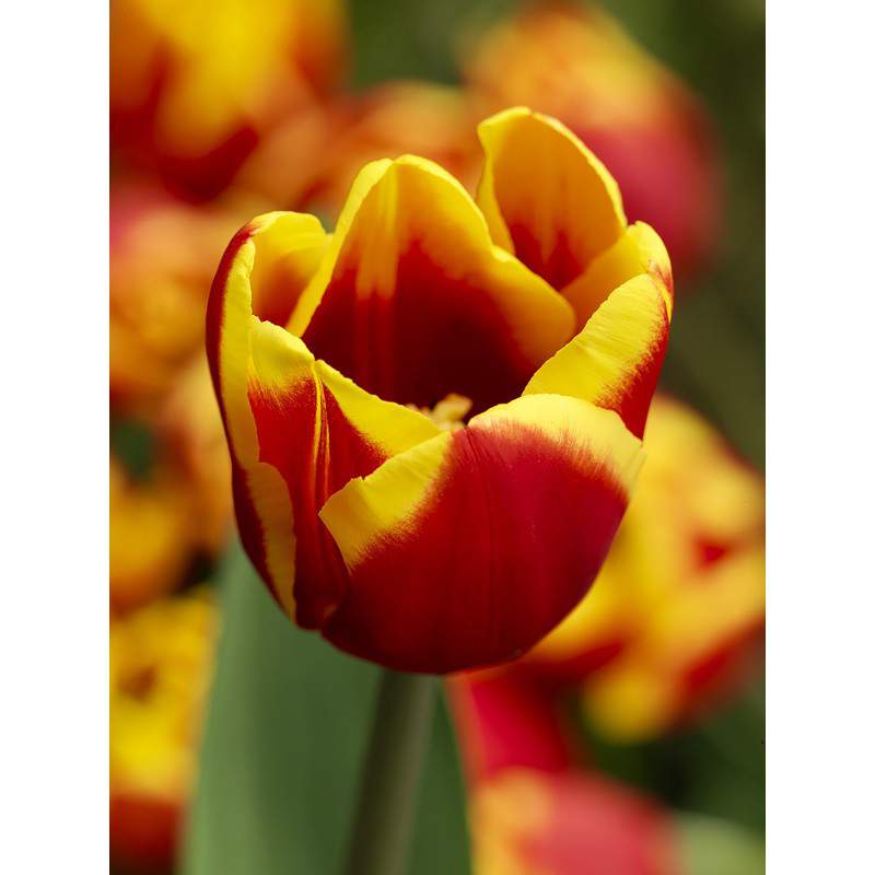 bulbo de tulipán dinamarca