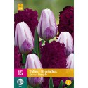 Bulbi di tulipani e giacinti Sweet purple mix