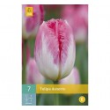 Bulbo tulipa auxerre branco e rosa
