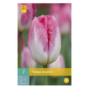 Bulbo de tulipán auxerre blanco y rosa