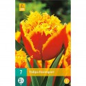 Bulbo de tulipán davenport rojo y amarillo